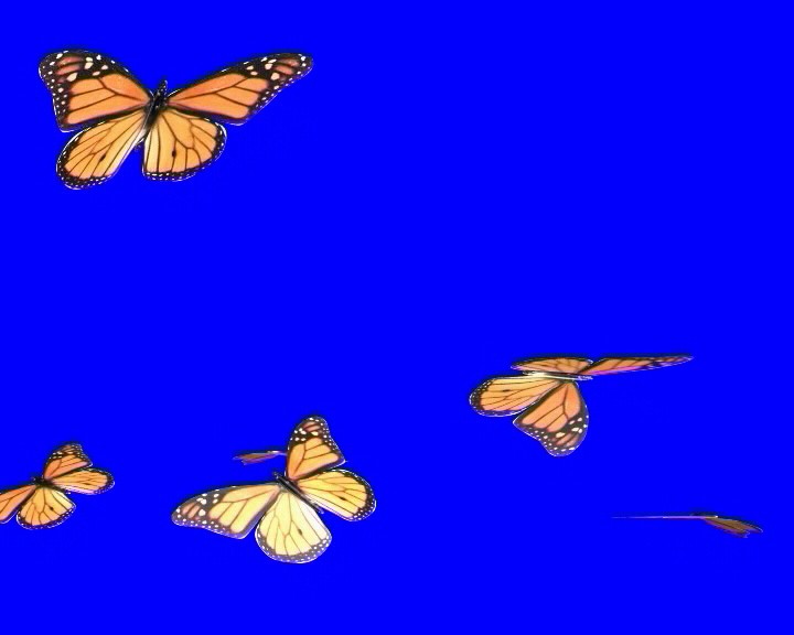Почему бабочка летает